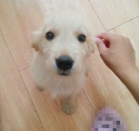 如果你能陪狗狗度过一生,你能不能这样?