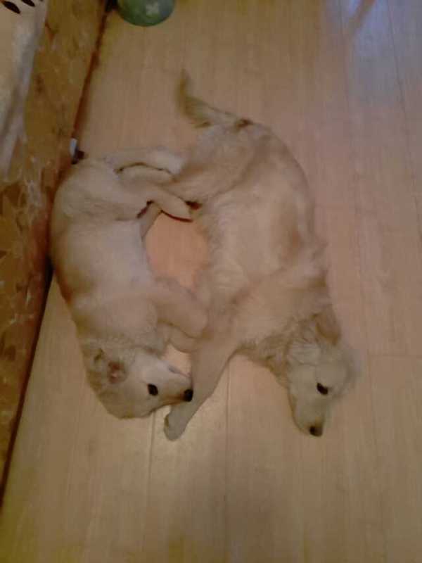 如果你能陪狗狗度过一生,你能不能这样?