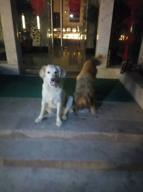 如果你能陪狗狗度过一生,你能不能这样?