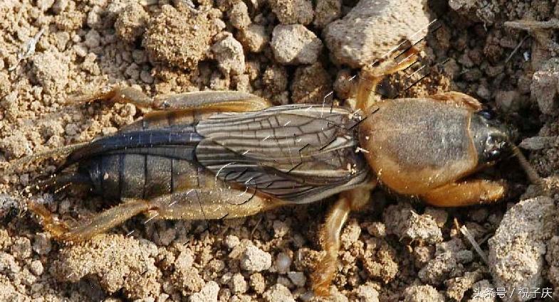蜗牛在农业是害虫还是益虫,益虫防治害虫的方法有哪些