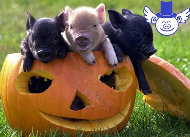 预防仔猪拉稀的最好方法,仔猪拉稀怎么治疗最快最有效