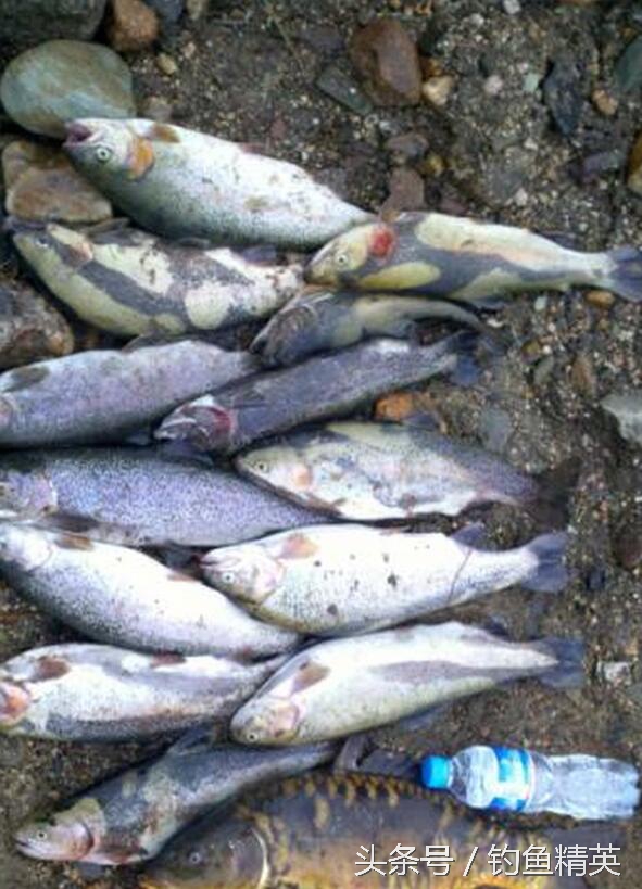 路亚深水白条技巧,路亚新手钓野河翘嘴