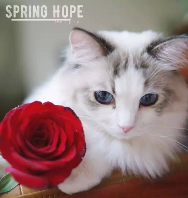 自媒体大事件,网红大v的猫狗