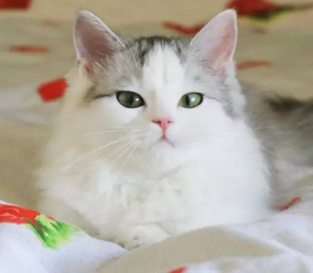 自媒体大事件,网红大v的猫狗