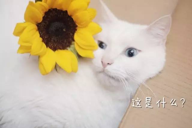 自媒体大事件,网红大v的猫狗