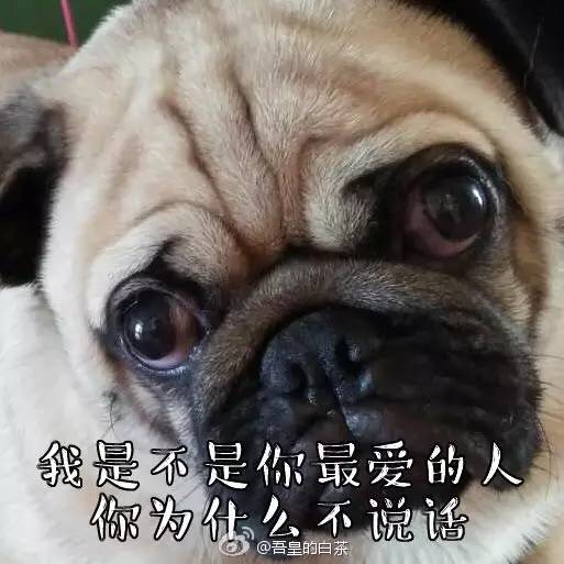 自媒体大事件,网红大v的猫狗