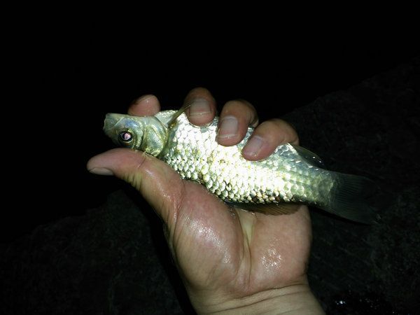 深夜垂钓星露谷,深夜垂钓