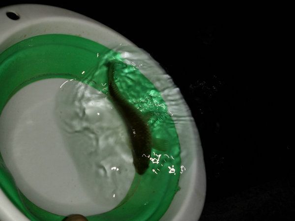 深夜垂钓星露谷,深夜垂钓