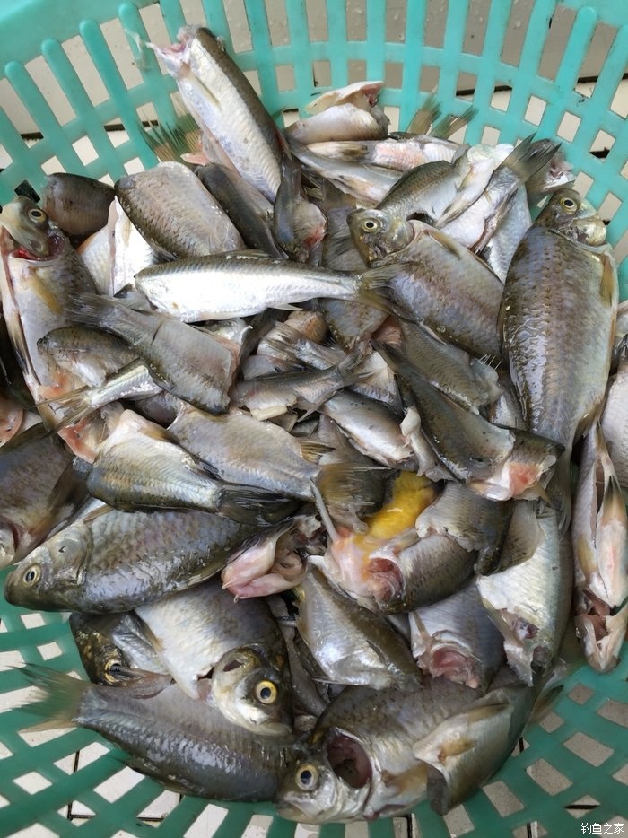 亮片跳底钓鳜鱼,一线多钩钓鳜鱼