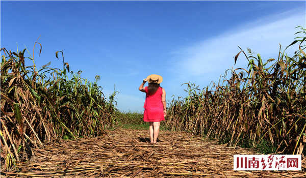 泸州人家红高粱,泸州红高粱38度价格