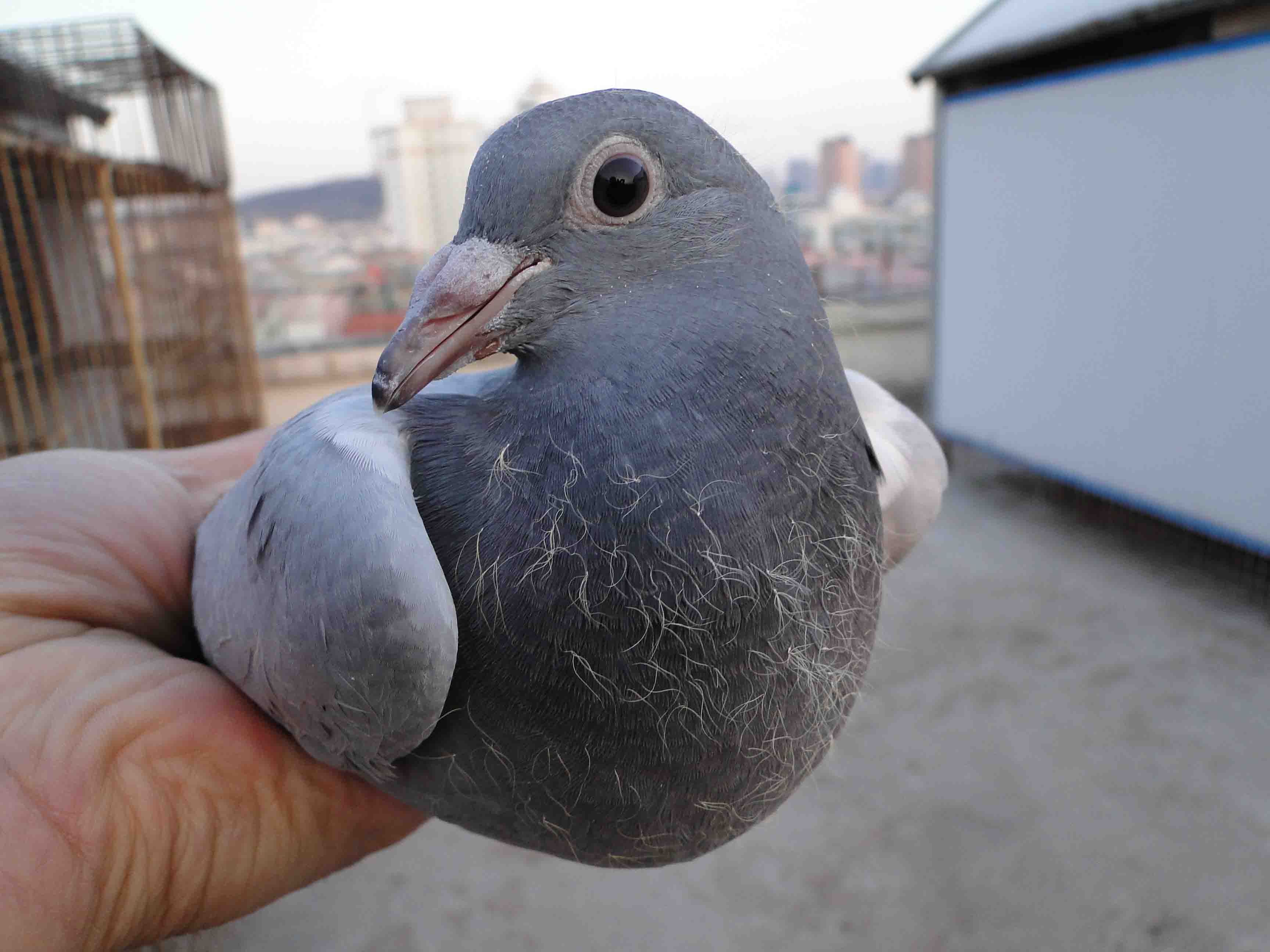 同窝幼鸽一大一小怎么解决,幼鸽并窝的正确方法