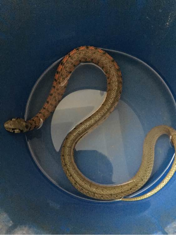 野外空手套“野鸡脖子”巨毒蛇已伏法