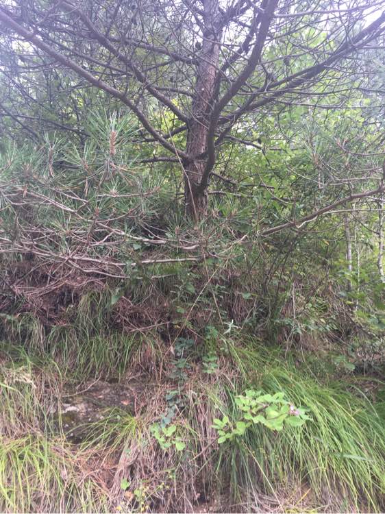 野外空手套“野鸡脖子”巨毒蛇已伏法