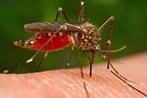 哪种血型招蚊子哪种血型不招蚊子,什么血型招蚊子什么血型不招蚊子