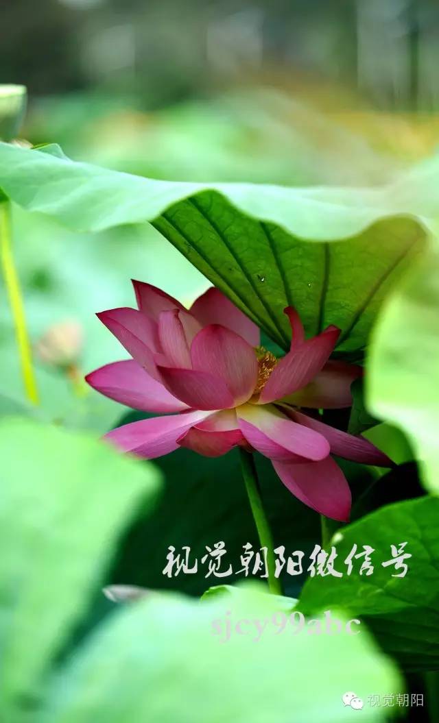 荷花酒,荷花图片