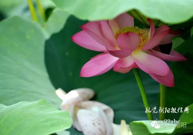 荷花酒,荷花图片