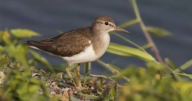 鵟鸟怎么读,鵟字怎么念