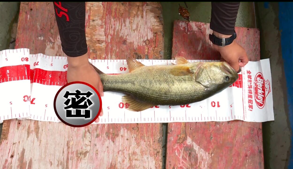 化氏新钓技,化氏钓鱼最好的钓法