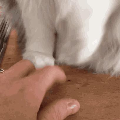 粉饼上面有一个玫瑰,粉饼上面有个兔子