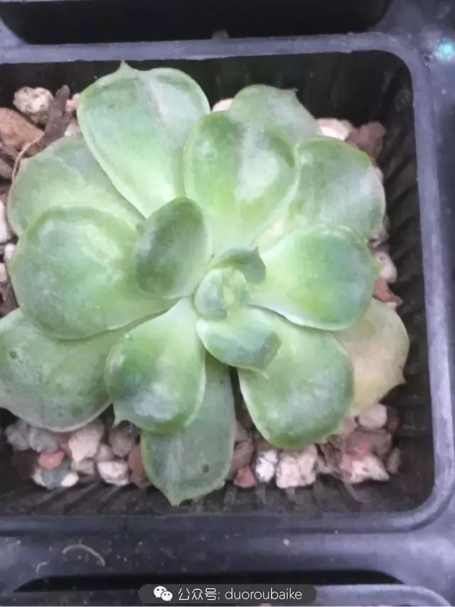 买多肉的3个雷区,某宝买的植物