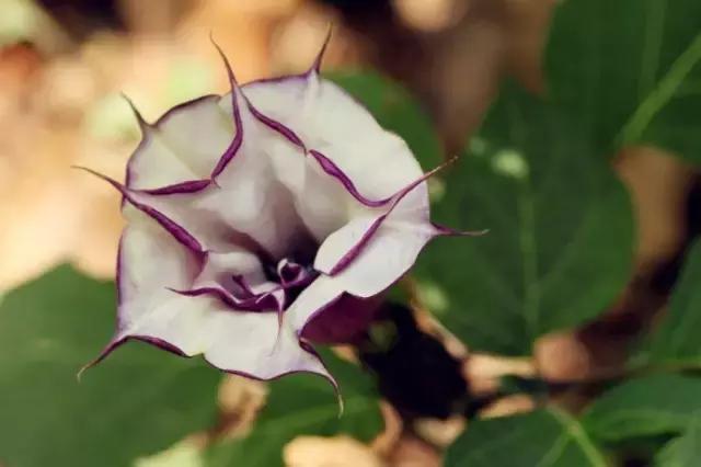 颜值平平的*疆新**路边野花，早已跻身天界神话？