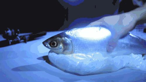 清洗鱼鳞没腥味最好方法,洗东西洗到手脱皮