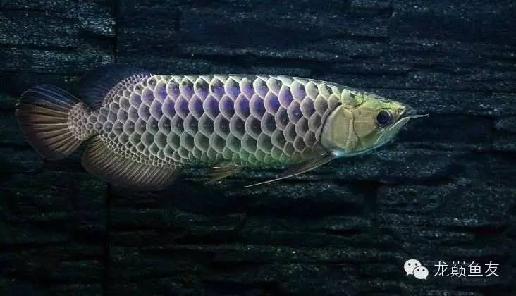 养龙三部曲，你学会了吗？