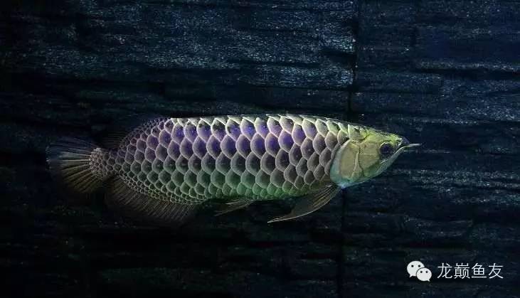 养龙三部曲，你学会了吗？