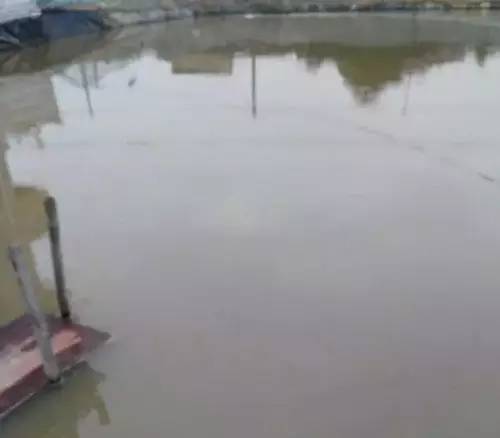 虾难养、鱼价低,广西合浦养殖户尝试转养台湾泥鳅