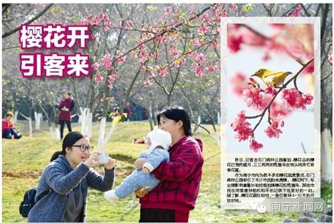 南宁哪里有假樱花,南宁樱花还有吗