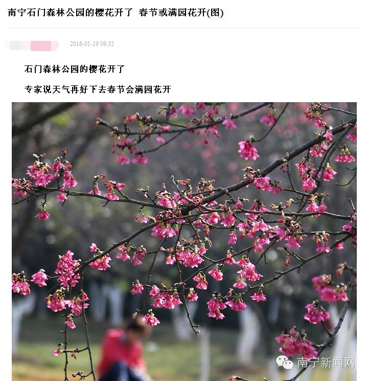 南宁哪里有假樱花,南宁樱花还有吗