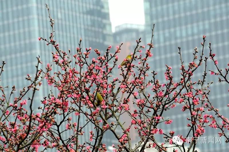 南宁哪里有假樱花,南宁樱花还有吗