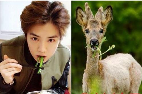 鹿晗重返18岁电影,鹿晗重返17岁唱歌