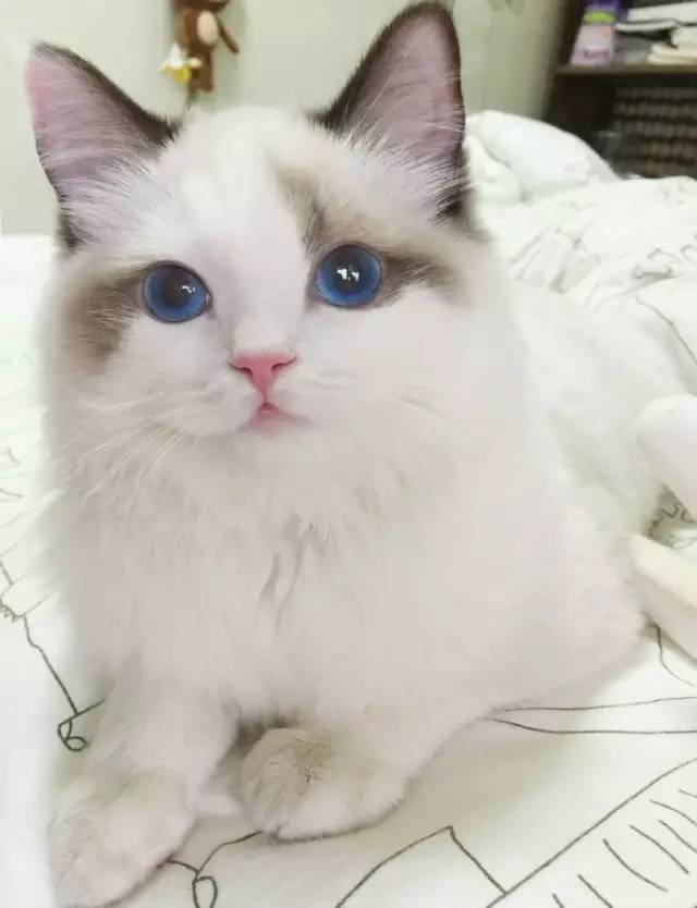 自媒体大事件,网红大v的猫狗