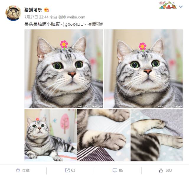 自媒体大事件,网红大v的猫狗
