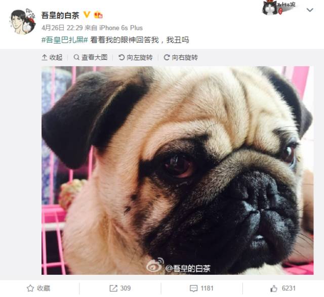 自媒体大事件,网红大v的猫狗