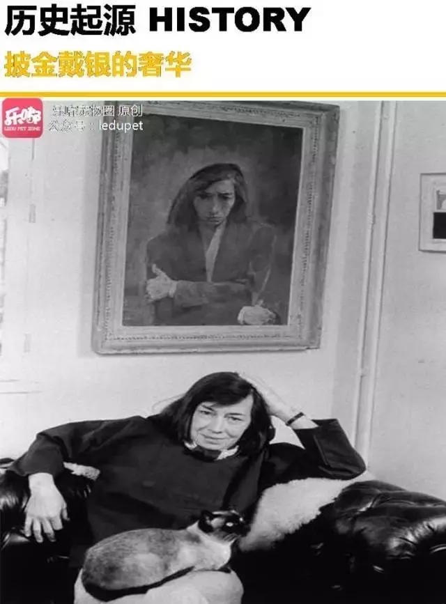 泰国贵族暹罗猫好养吗,不可替代的猫