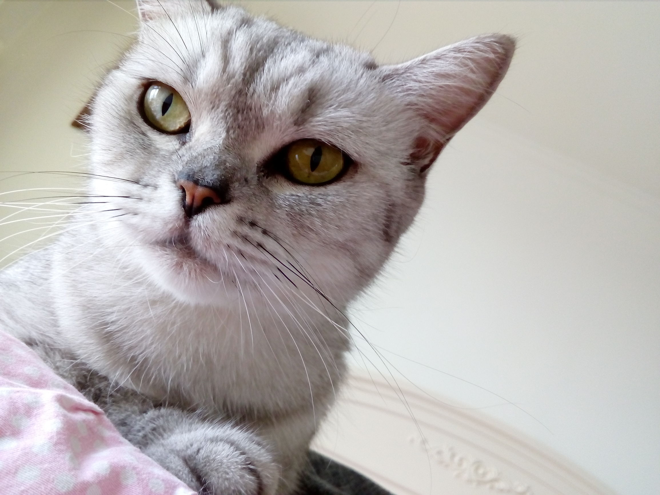 荣耀畅玩5详细参数,荣耀畅玩5的手机怎么样