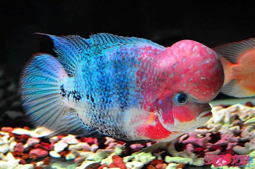 接吻鱼是热带淡水观赏鱼,没有鳞的热带淡水观赏鱼
