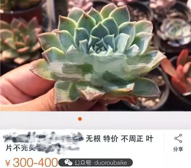 买多肉的3个雷区,某宝买的植物