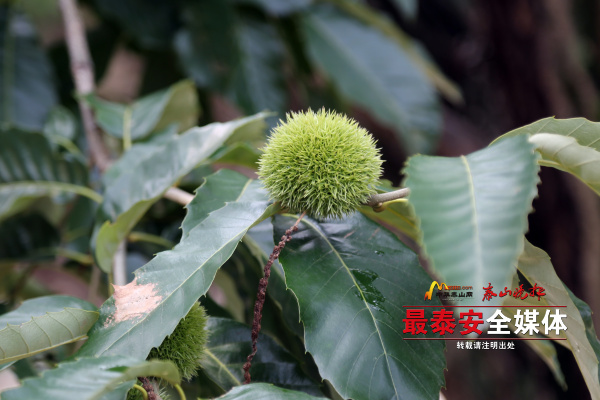 想有一份“泰山情怀”？线上“认购”百年板栗