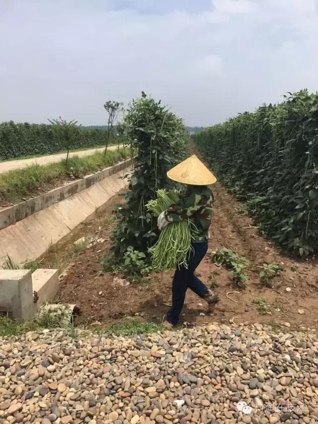 80后姑娘在农村创业,九零后农村姑娘创业故事