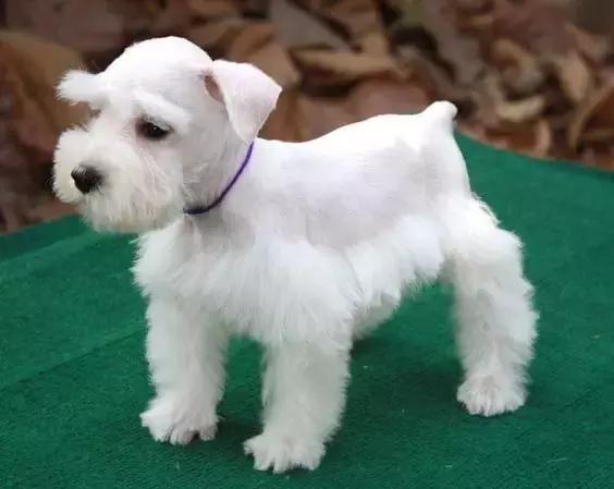 怎样挑选一只好的雪纳瑞犬,如何挑选一只适合家养的雪纳瑞