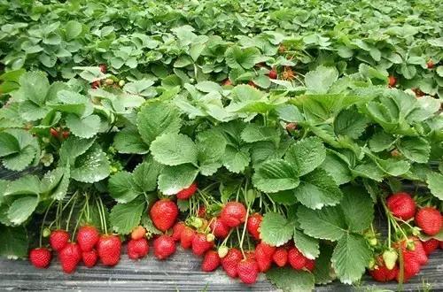 为什么奇怪的草莓是能吃的,草莓长得奇形怪状有没有营养