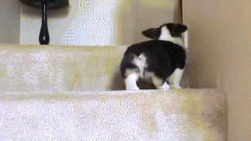 腿短是一种怎样的体验,纯柯基腿是什么标准的