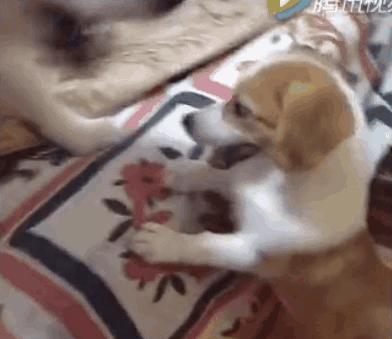 腿短是一种怎样的体验,纯柯基腿是什么标准的