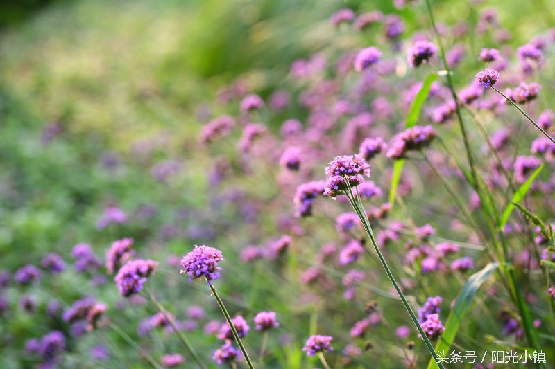 深度解析女人心里她需要什么,怎么才懂女人了解女人