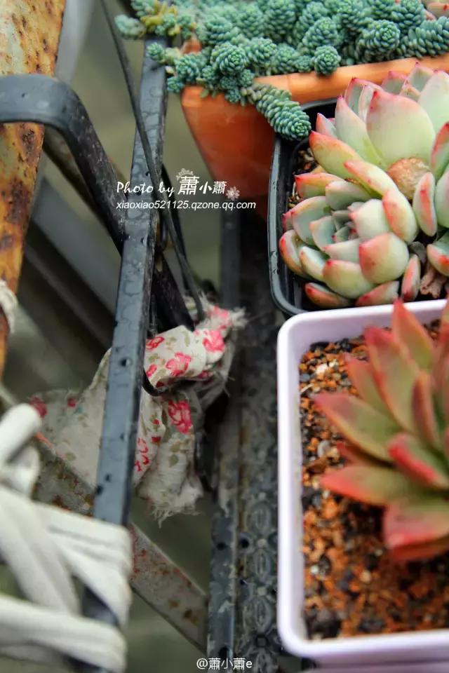 多肉花架遮雨布怎么做,伸缩多肉花架带轮子可以遮雨