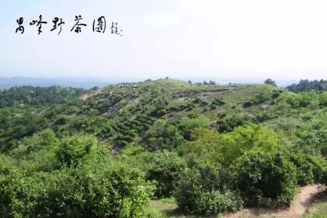 桐柏哪里买茶好,桐柏茶旅位置