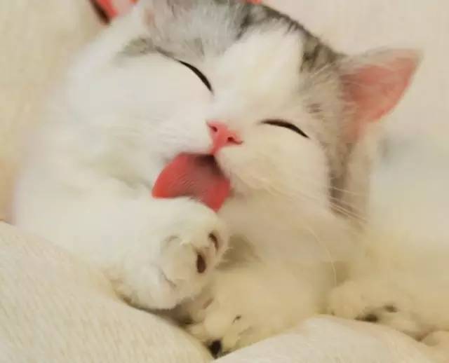 自媒体大事件,网红大v的猫狗